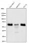 Anti-Phospho-Smad3 (S423 + S425) Rabbit Monoclonal Antibody